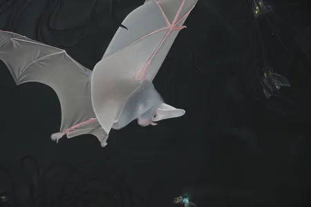 Bild av vara SE1.R82430