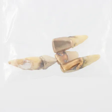 Tandguld orensat. Vikt: 11,6 g