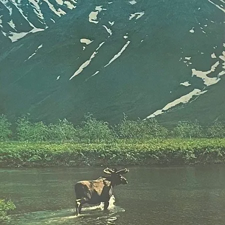 Fotografi av Edvin Nilsson screentryck, rapaselet Sarek, 50 x 31cm, oramad, reva i kanten, gulnat