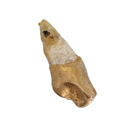 tandguld, orensat, cirka 18K,  Vikt: 1,9 g