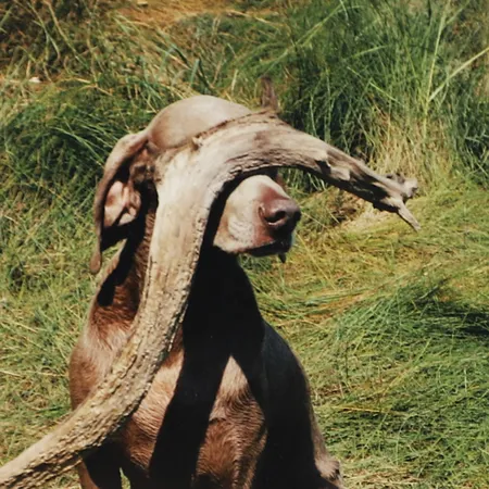 Tavla William Wegman, färgfotografi, signerad och numrerad 3/12, daterad 99, ej ramad, bildyta 18x18, bladstorlek 34,5x28cm.  Skickas med postpaket.