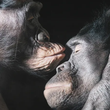 Tavla, färgfotografi, Tim Flach, "Kissing", 2012, signerad och numrerad, dagmått ca 45x45cm, ej examinerad ur ram, ram med några märken. Skickas med postpaket.