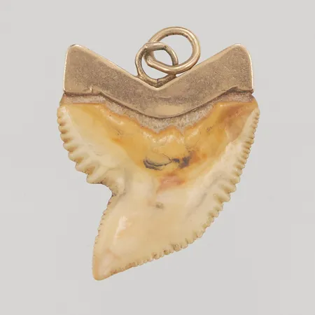 Hänge troligen hajtand, 28x22mm, 14K bruttovikt 3,6g.