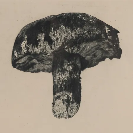 Tavla "Tricholoma Colossus"(Jättemusseron), Harld Sallberg, etsning, plåtstorlek 20x25,3cm, ej examinerad. 