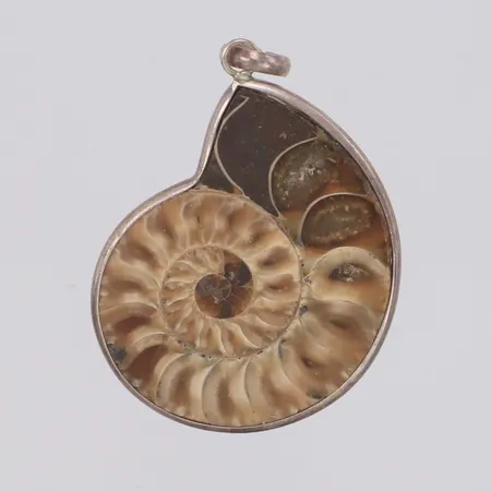Hänge med silverinfattad ammonit, längd 46mm, bredd 30mm, 925/1000 silver Vikt: 11,4 g