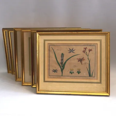 6 tavlor ur Linnés Flora 1700-tal, handkolorerade kopparstick, inramade, rammått: 37x32,5cm, bildmått ca 25x18cm, något gulnade. Skickas med postpaket.