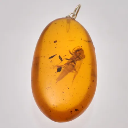 Hänge i Bärnsten med geting, mått 26x56mm. Vikt: 0 g