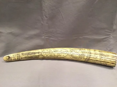 Kaiverrettu norsunluu, pientä lohkeamaa, pituus 53cm